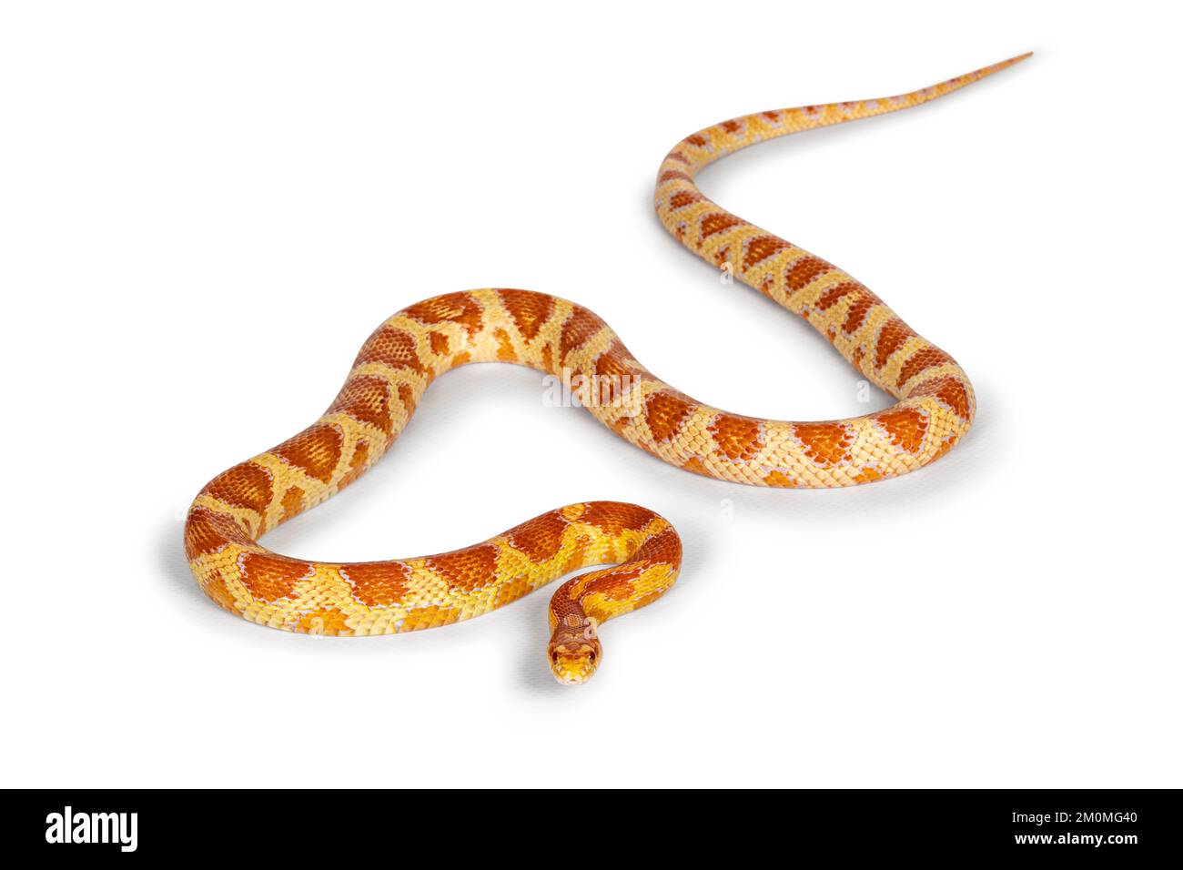 Full lenght shot of Candy Cane morph Corn Snake aka Red rat snake or