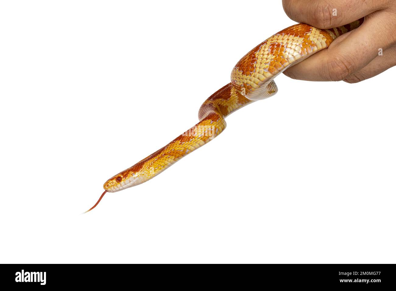 Head shot of Candy Cane morph Corn Snake aka Red rat snake or  Pantherophis guttatus. Being handled in hand. Isolated on a white background. Stock Photo
