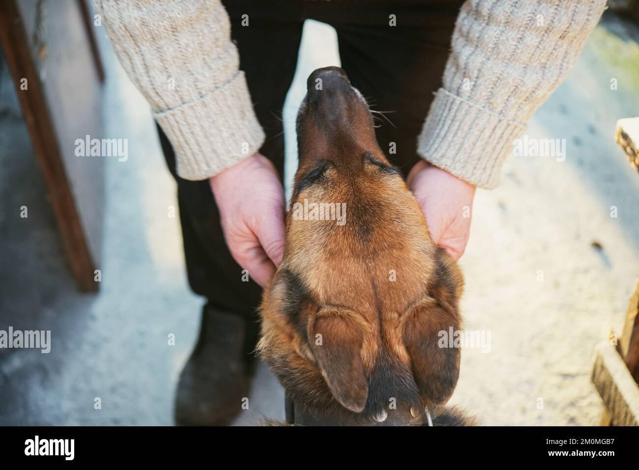 human hands stroking a german shepherd dog, domestic guard dog. owner an his dog Stock Photo