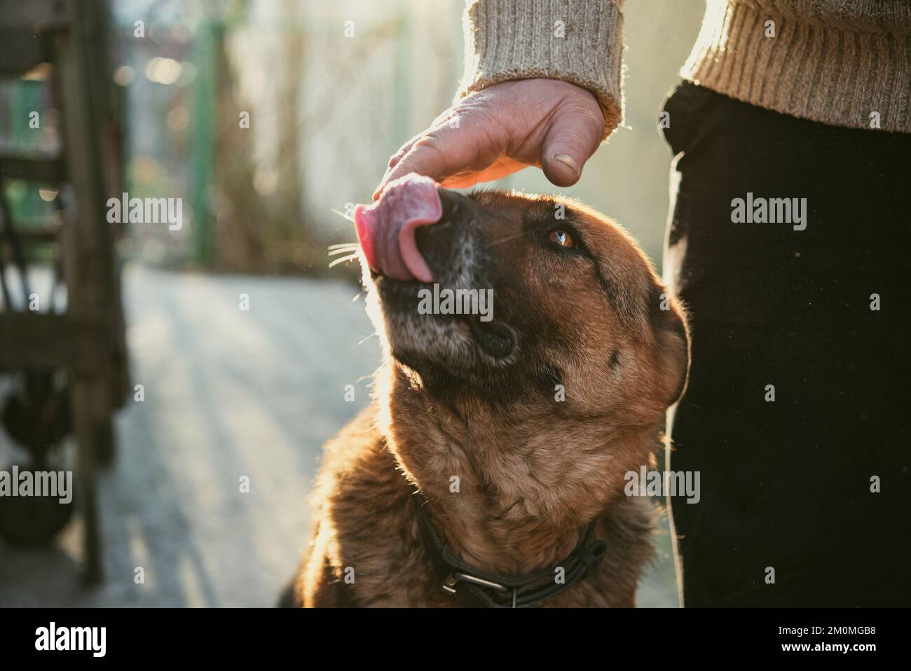 German shepherd dog liking owner hand. Domestic guard dog Stock Photo