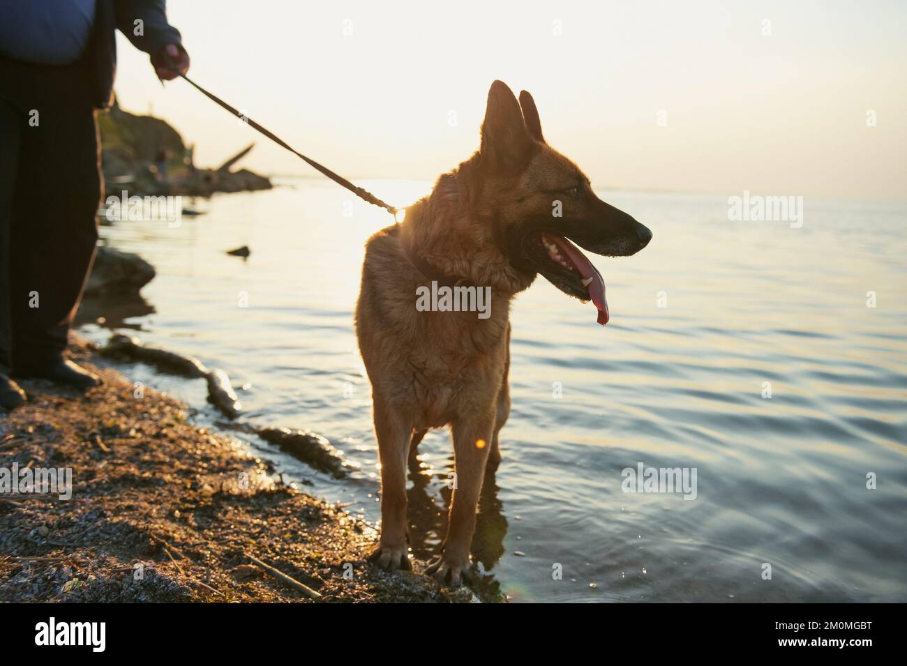 German Sheepdog on a leash on the lake shore. Evening walking with dog Stock Photo