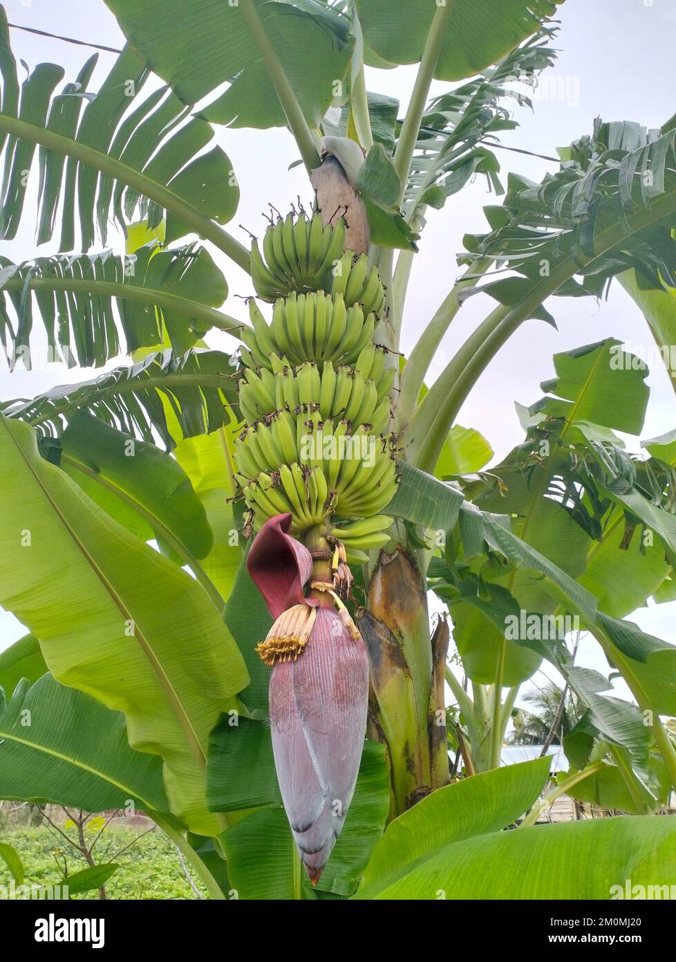 Bunch of green and yellow bananas in the garden. Pisang Kepok bananas