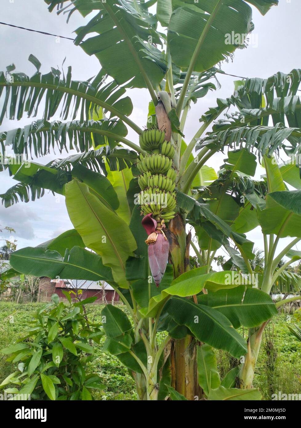 Bunch of green and yellow bananas in the garden. Pisang Kepok bananas