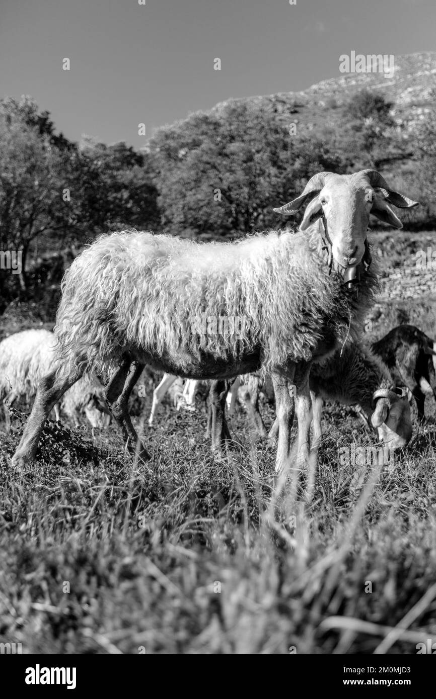 Sheep lawn Black and White Stock Photos & Images Alamy