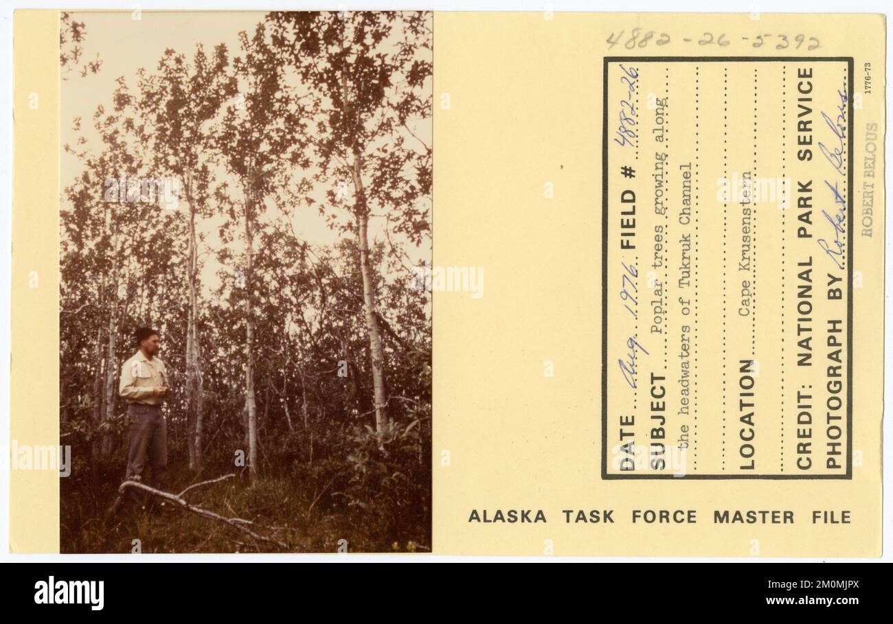 Poplar trees growing along the headwaters of Tukruk Channel. Alaska