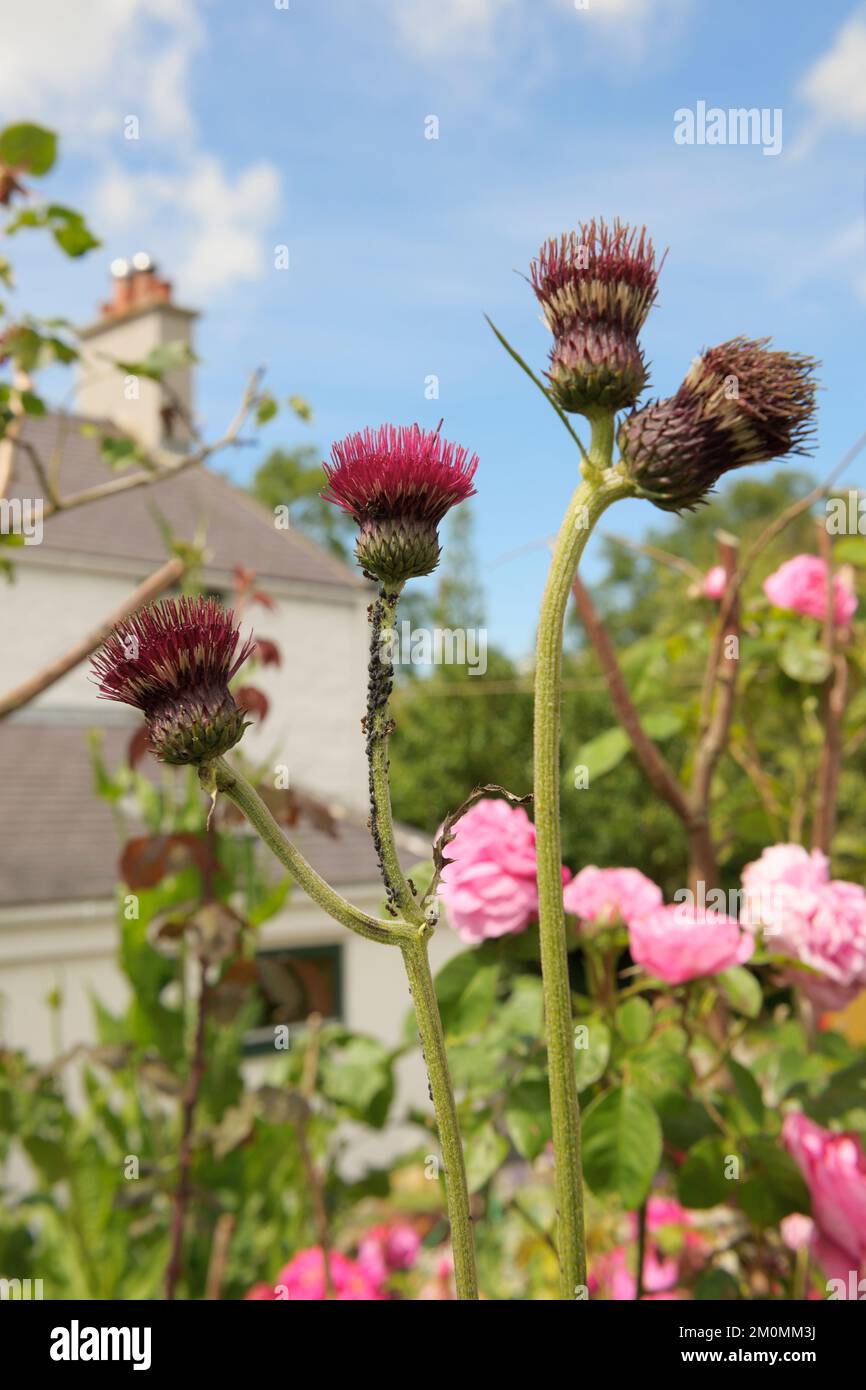 Ants milking blackfly hires stock photography and images Alamy