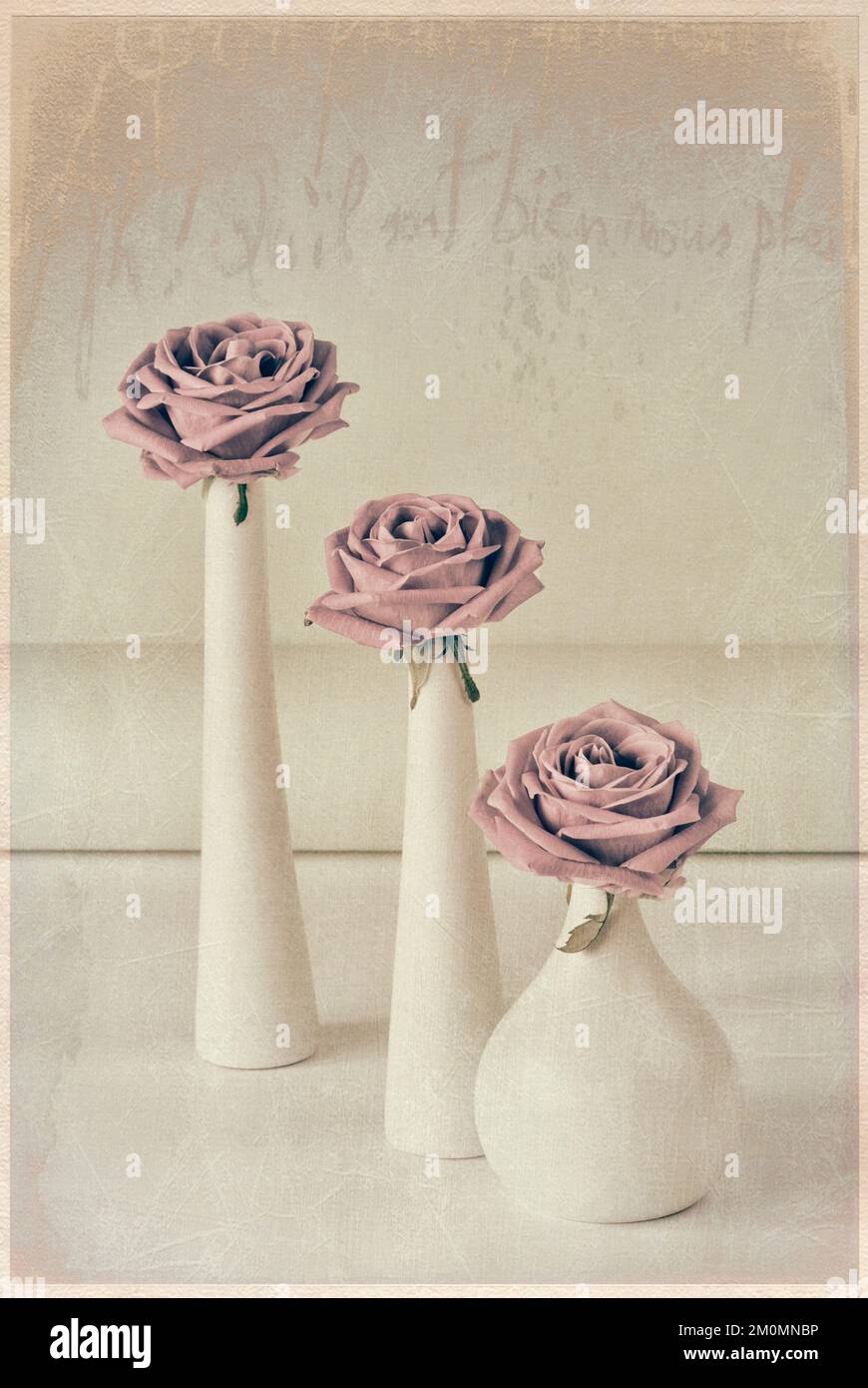 Three pale pink roses in three white vases with texture overlay Stock Photo