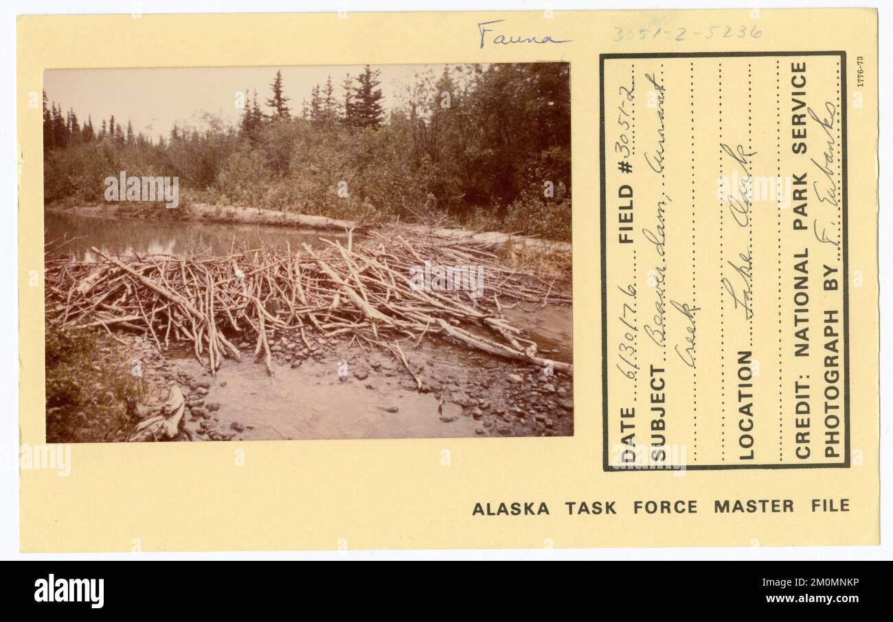 Beaver dam, Currant Creek. Alaska Task Force Photographs Stock Photo