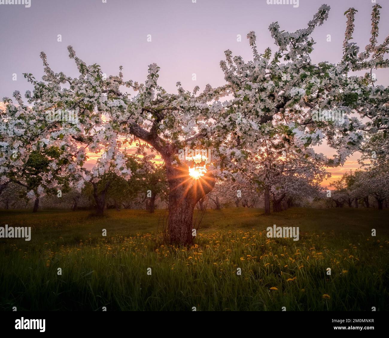 Apple blossom, Île d'Orléans, Quebec, Canada Stock Photo Alamy