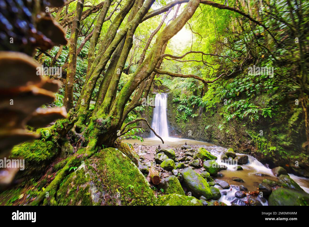Salto do Prego waterfall lost in the rainforest, Sao Miguel Island, Azores, Portugal Stock Photo