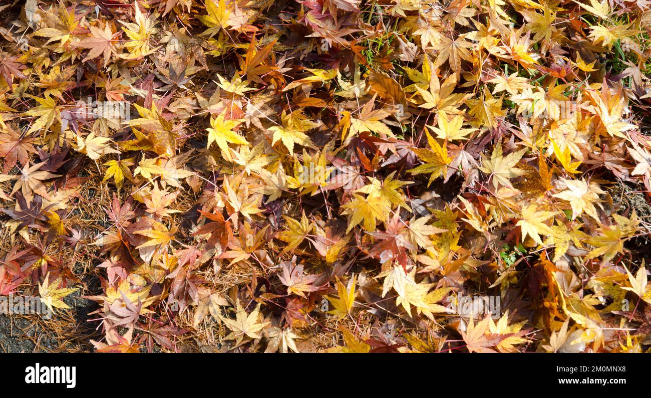 Forest floor covered with Japanese maple Acer palmatum leaves