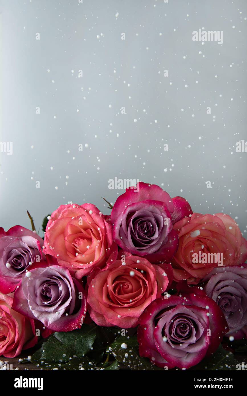 A bunch of pink roses under the falling snow on a white background ...