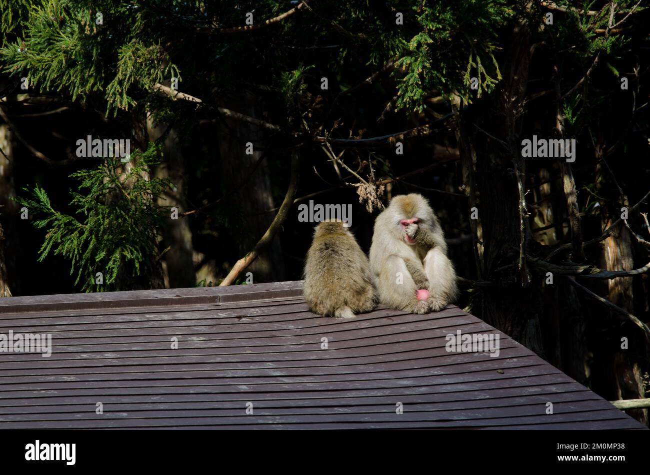 Pair of Japanese macaques Macaca fuscata on a roof. Jigokudani Monkey ...