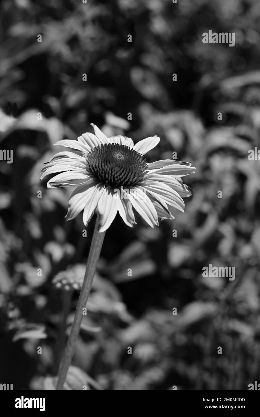 Common daisy leaves Black and White Stock Photos & Images - Alamy