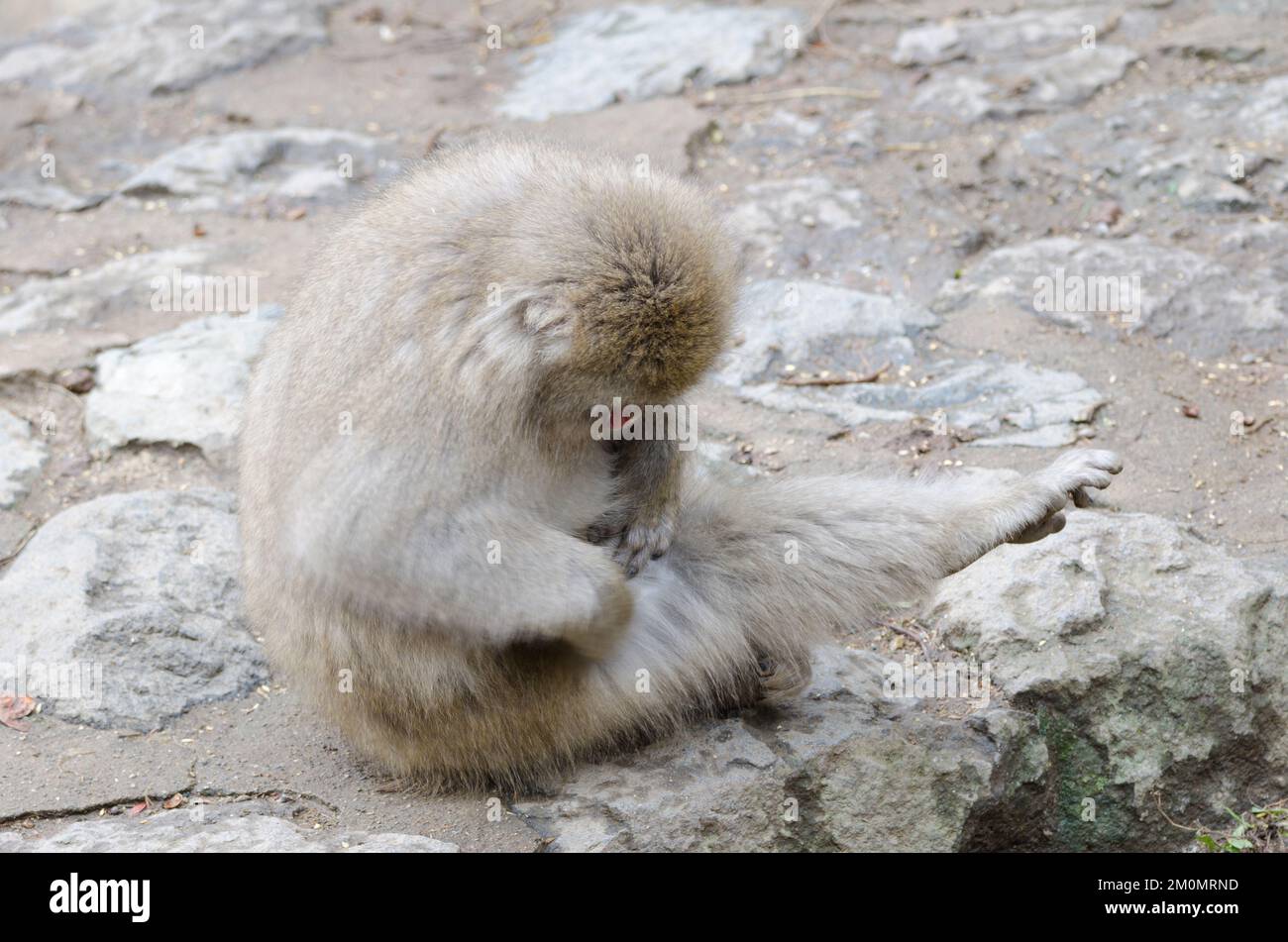 Young Japanese macaque Macaca fuscata looking for parasites in its fur ...