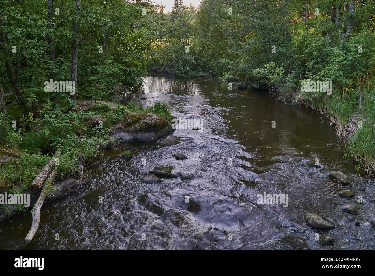 A rocky river flowing between green trees in a forest Stock Photo - Alamy