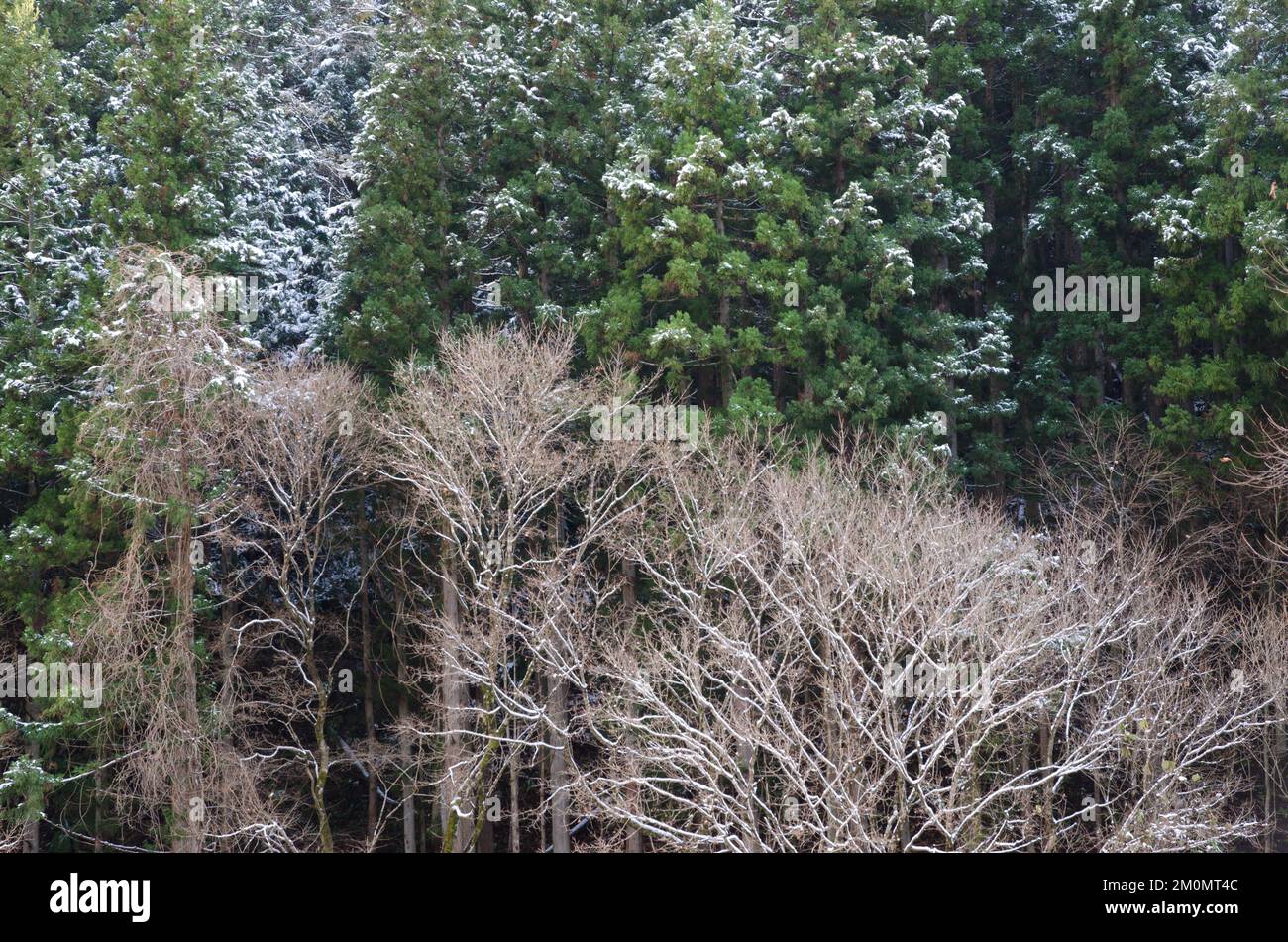 Mixed forest in the Kogen National Park. Chubu Region. Japan