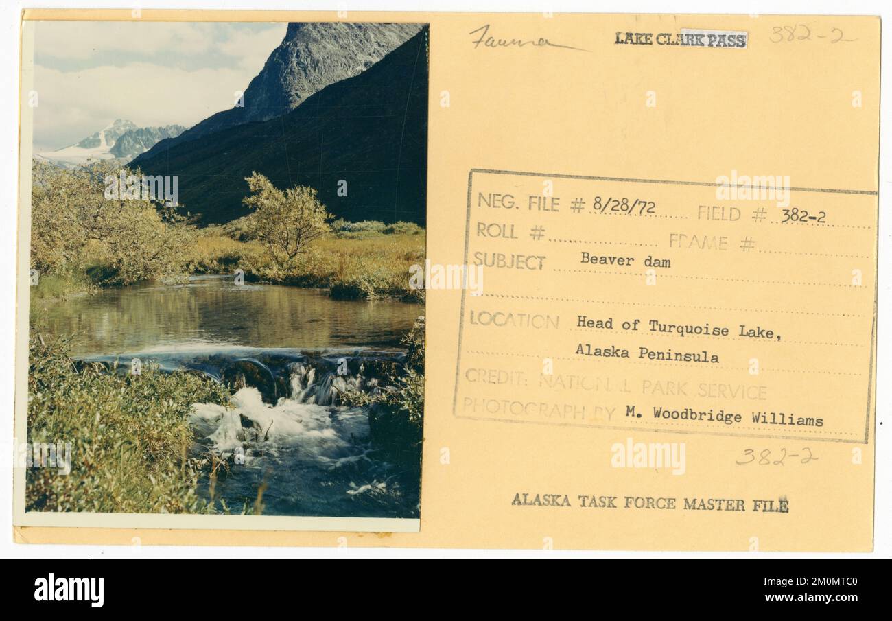 Beaver dam. Alaska Task Force Photographs Stock Photo