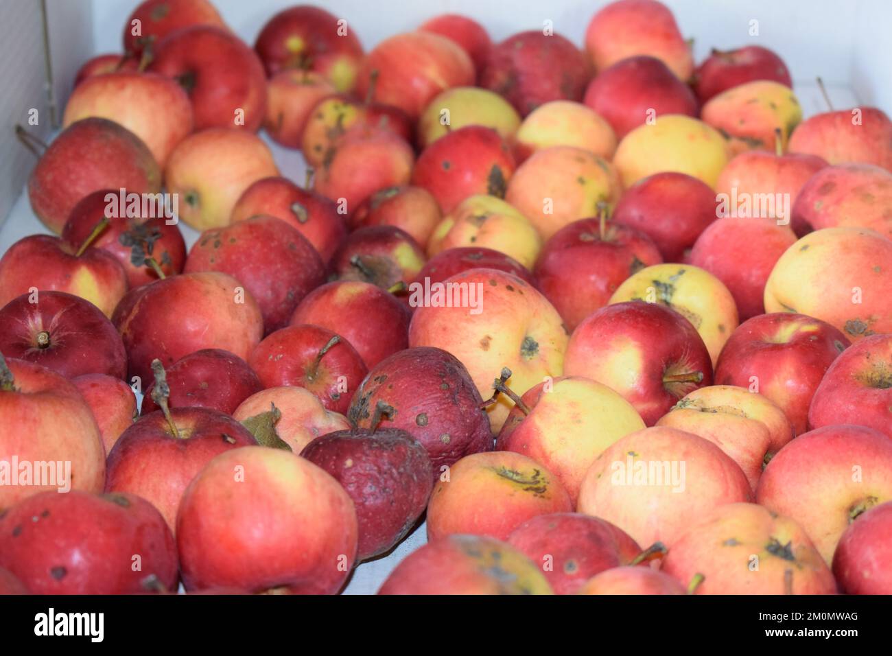 ecologically grown apples after harvest Stock Photo