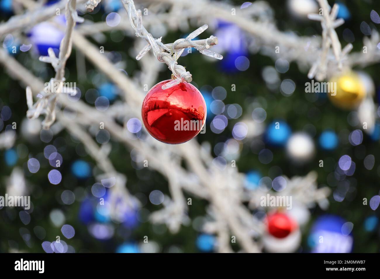 Red ball hanging on Christmas tree background. New Year decorations on winter street Stock Photo