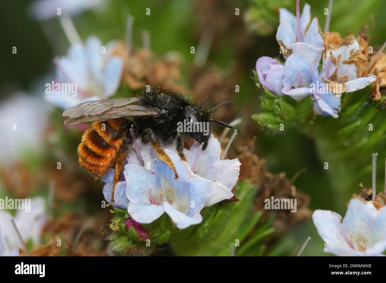 A closeup of Red tailed mason bee pollinating a white flower Stock Photo