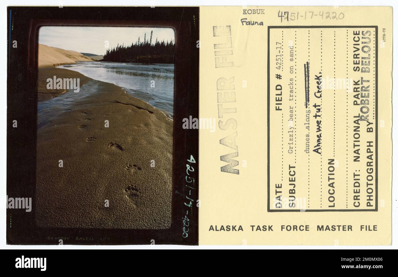 Grizzly bear tracks on sand dunes along Ahnewetut Creek. Alaska Task Force Photographs Stock Photo