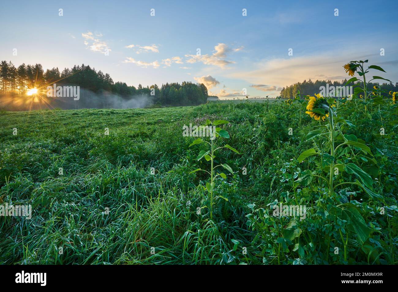 A field of sunflowers facing the sun during sunrise Stock Photo - Alamy