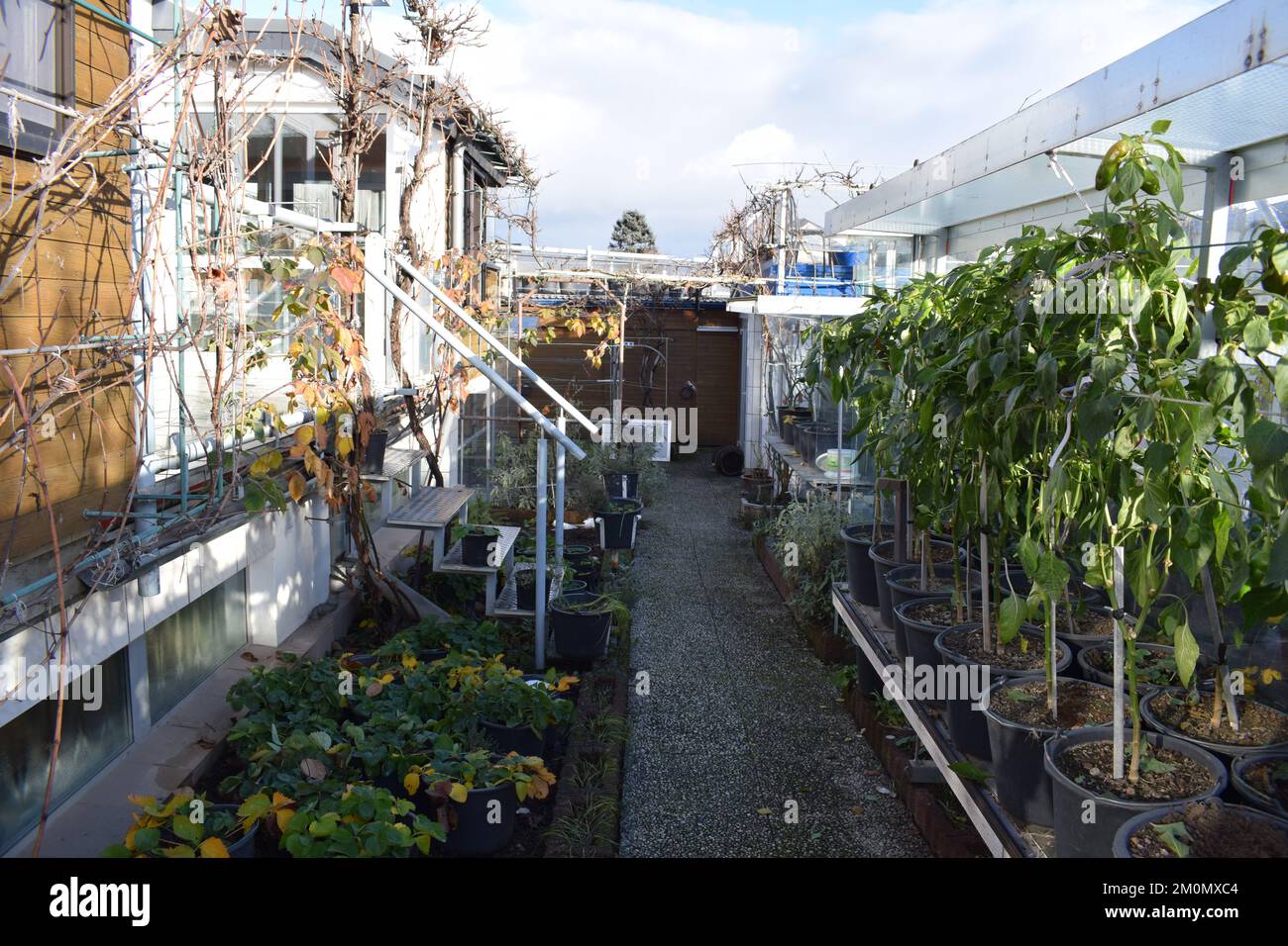small garden in December, plants under a roof and on the gorund Stock Photo