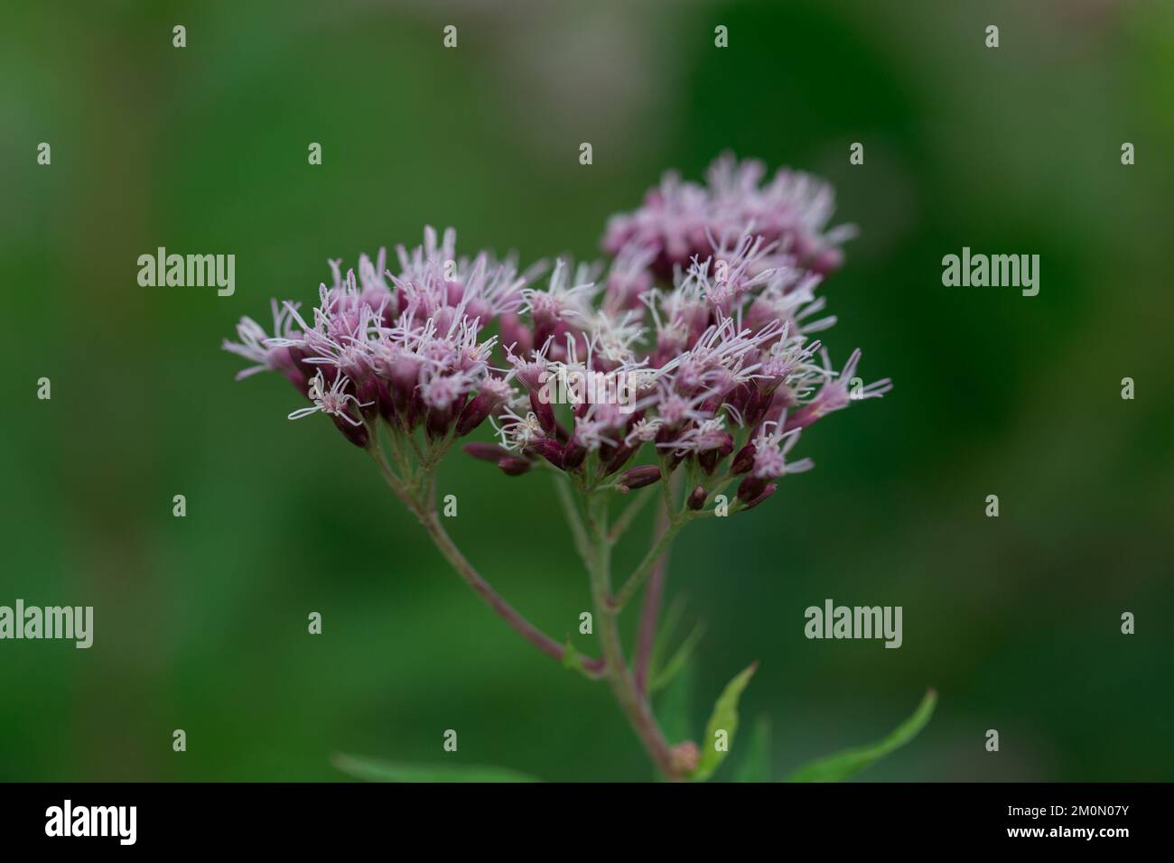 Holy rope hi-res stock photography and images - Alamy