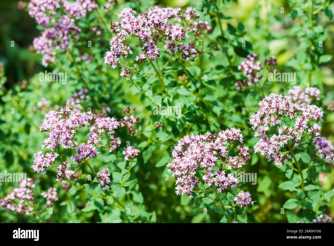 Beautiful oregano flowers cultivated in a garden Stock Photo