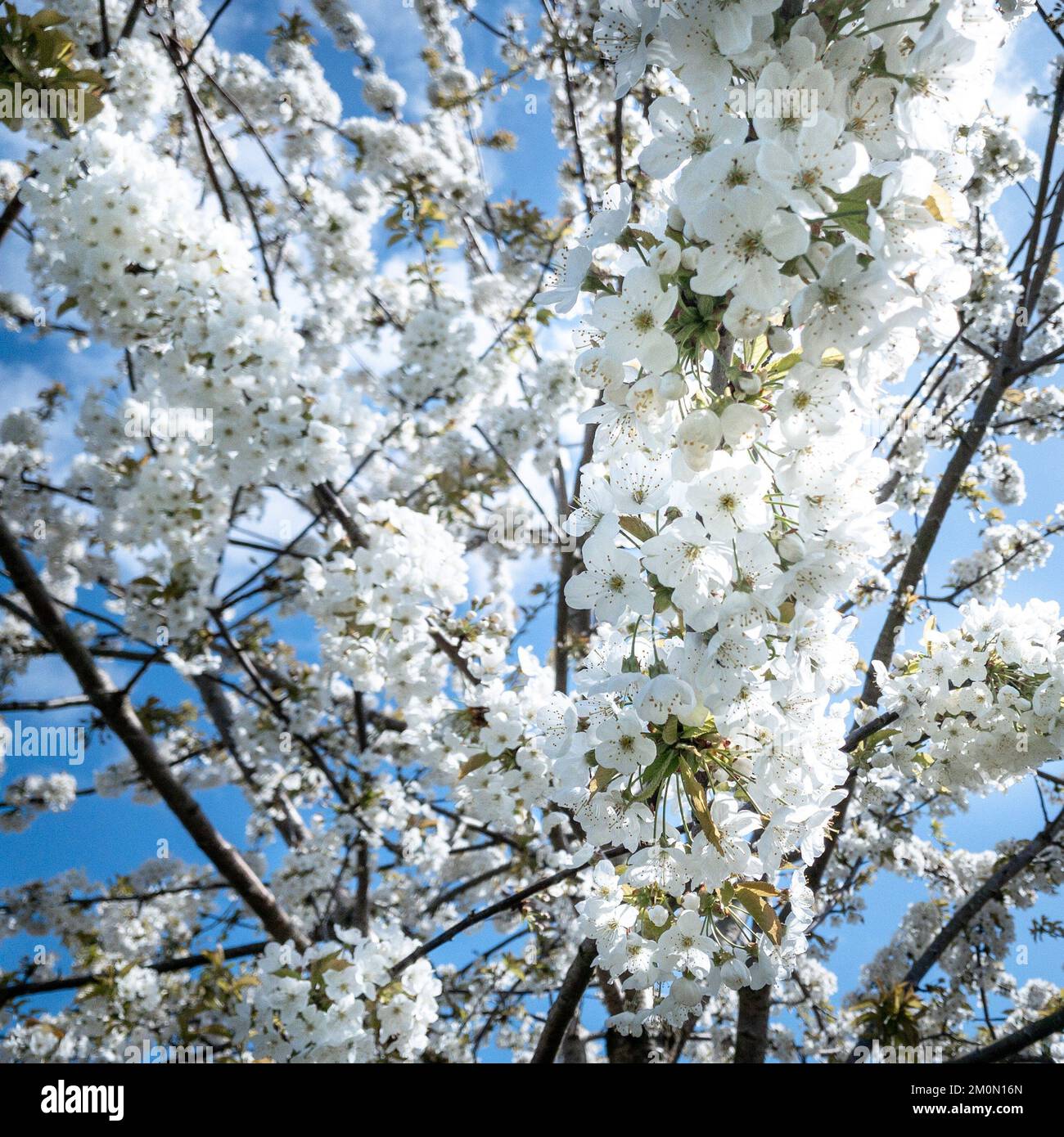 Cherry blossom festival uk hi-res stock photography and images - Alamy