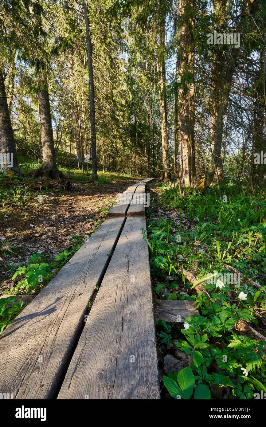 A vertical shot of a long boardwalk footpath in a forest Stock Photo ...