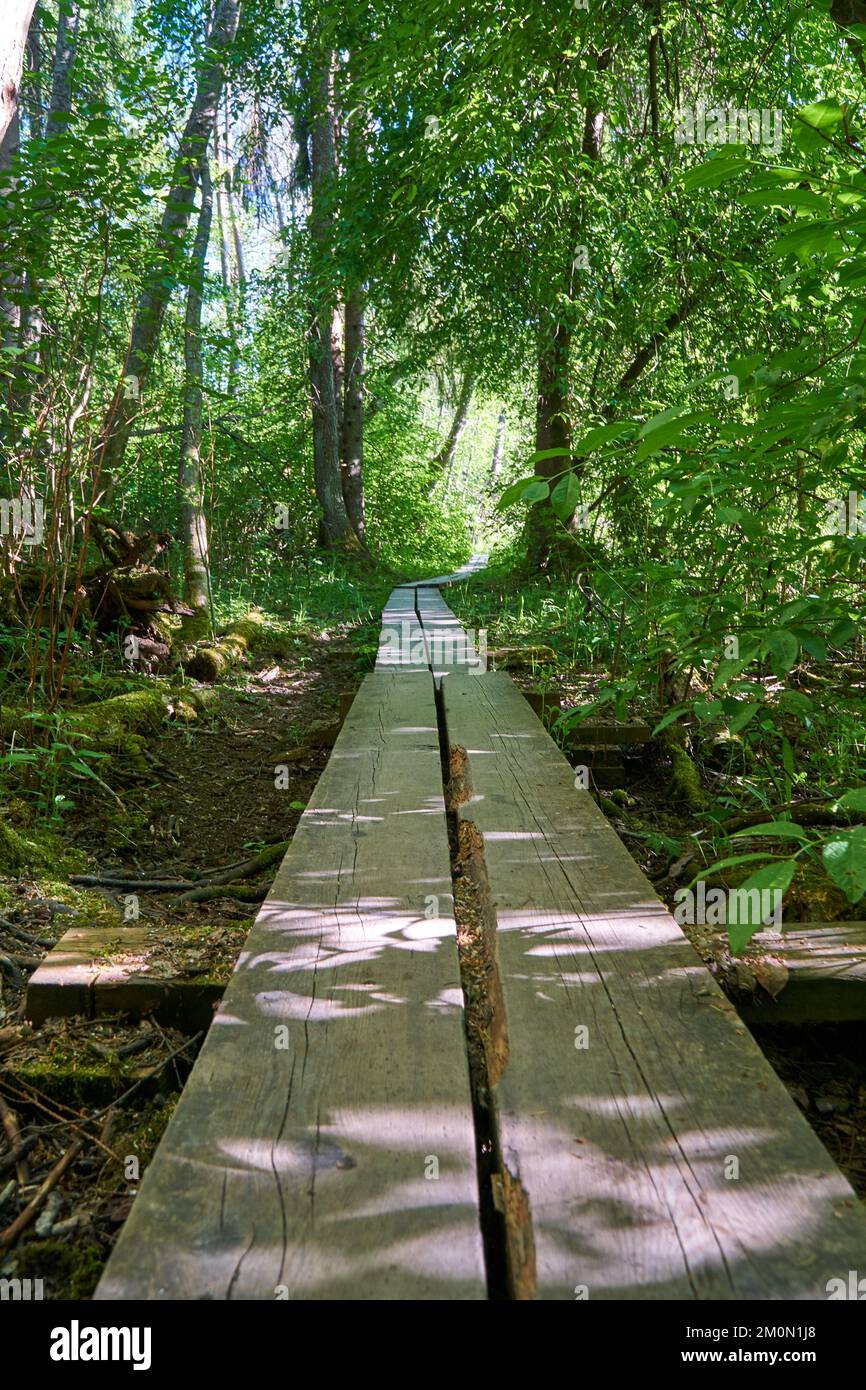 A vertical shot of a long boardwalk footpath in a forest Stock Photo ...