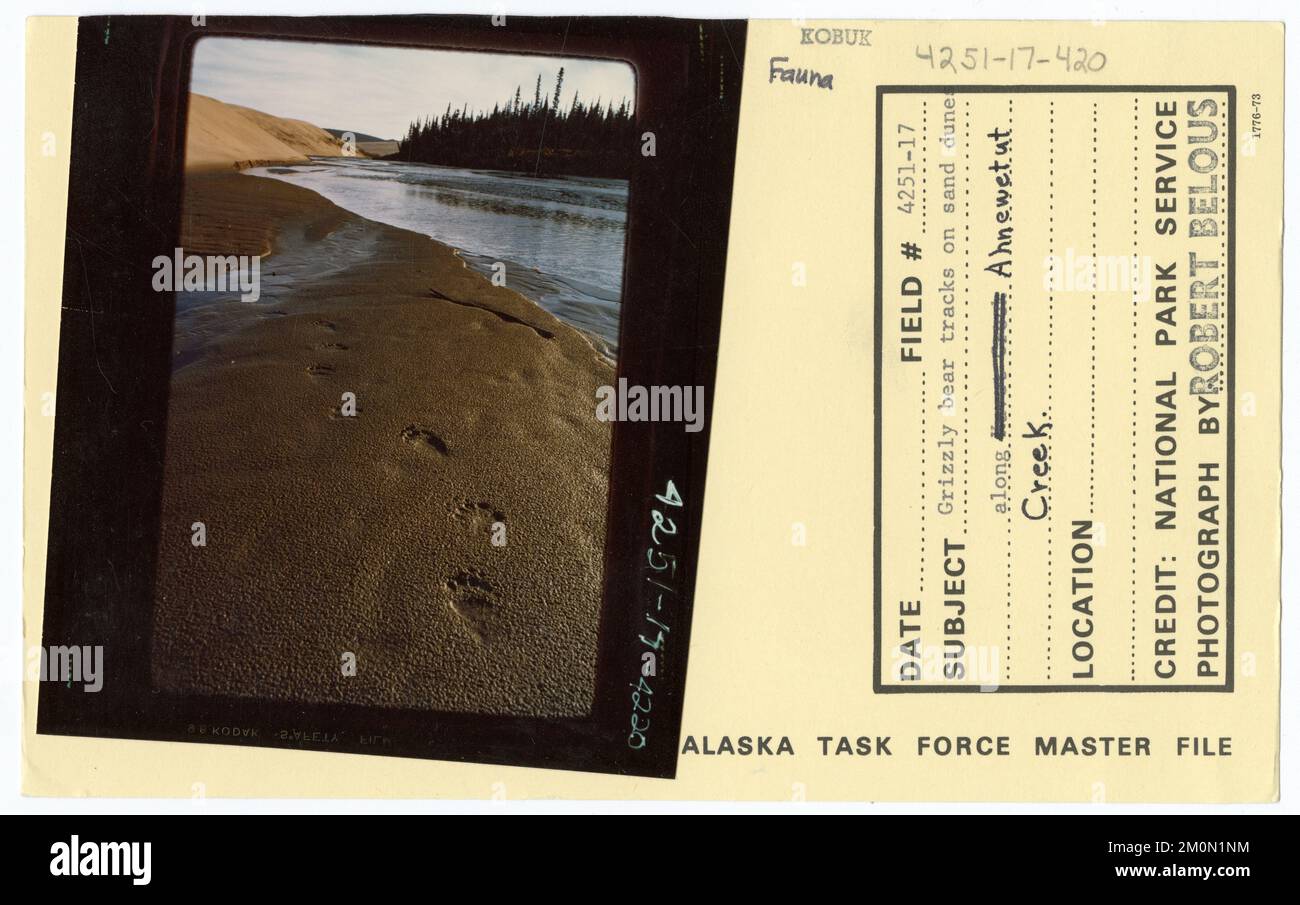 Grizzly bear tracks on sand dunes along Ahnewetut Creek. Alaska Task Force Photographs Stock Photo