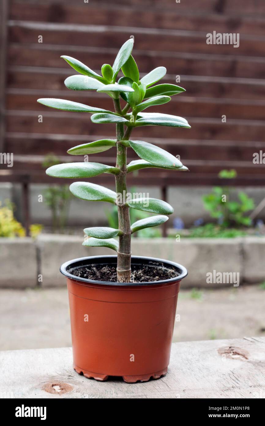 Crassula ovata known as jade plant, lucky plant, money plant