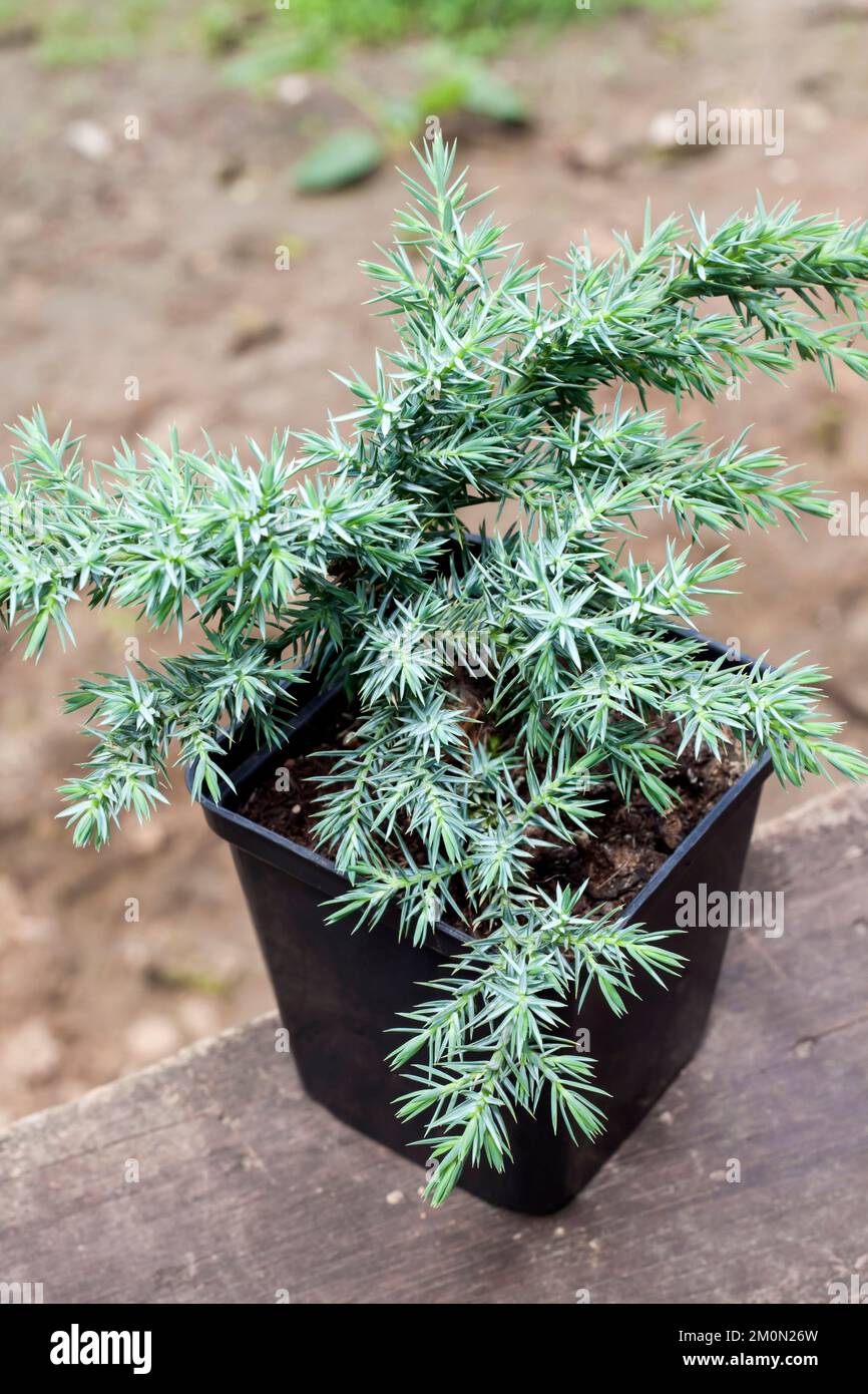 Juniperus squamata Hunnetorp (flaky juniper or Himalayan juniper) in pot closeup Stock Photo