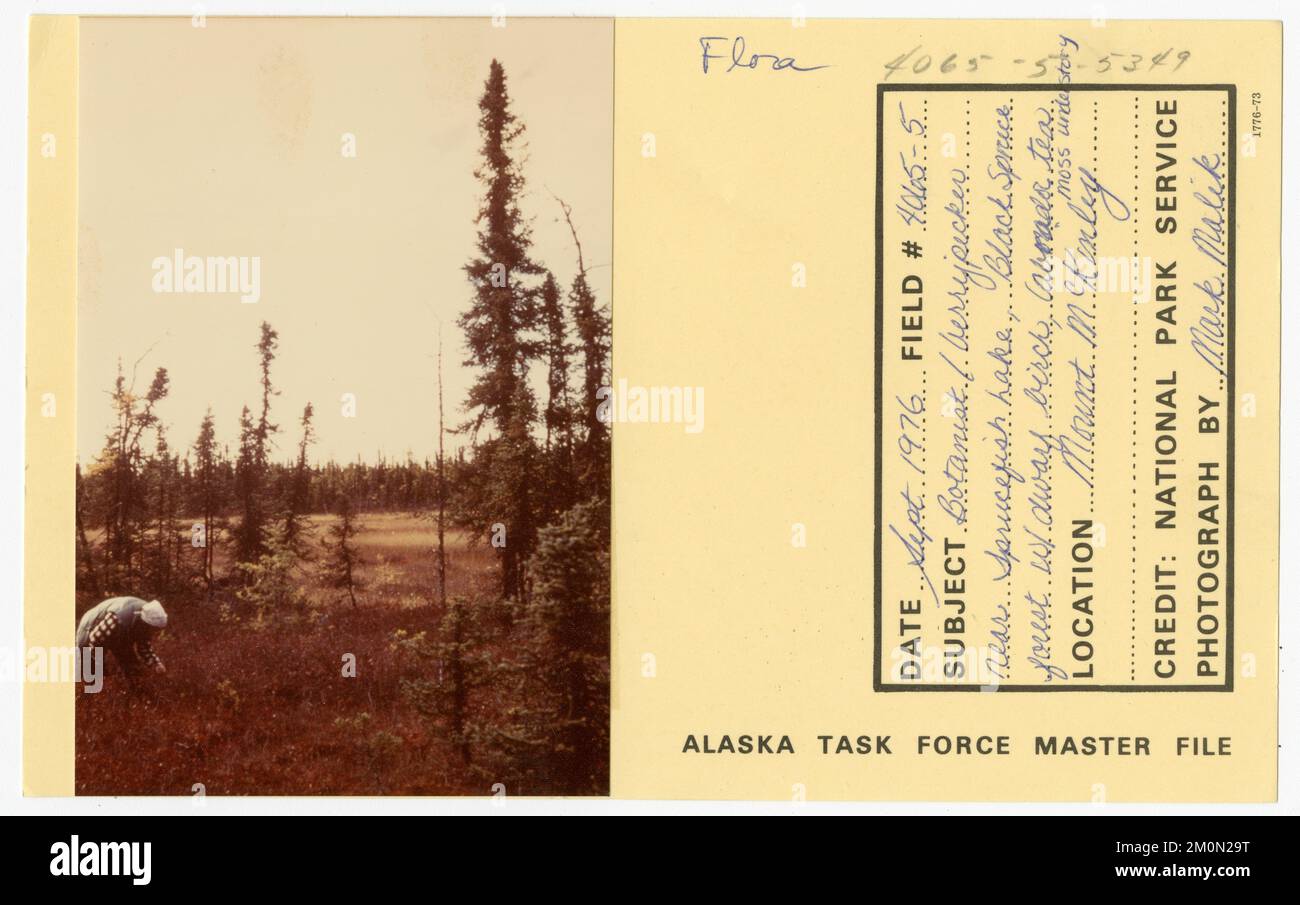 Berrypicker hi-res stock photography and images - Alamy