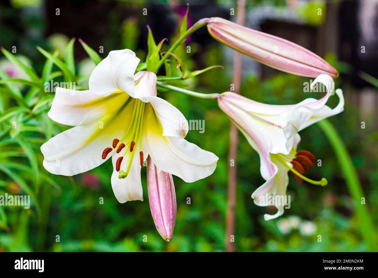 White Lilium regale (called the regal lily, royal lily, king's lily, or the Christmas lily) closeup Stock Photo