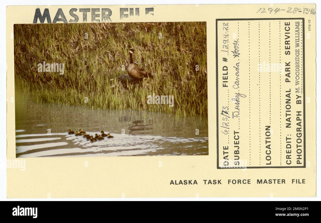 Dusky Canada Goose. Alaska Task Force Photographs Stock Photo - Alamy