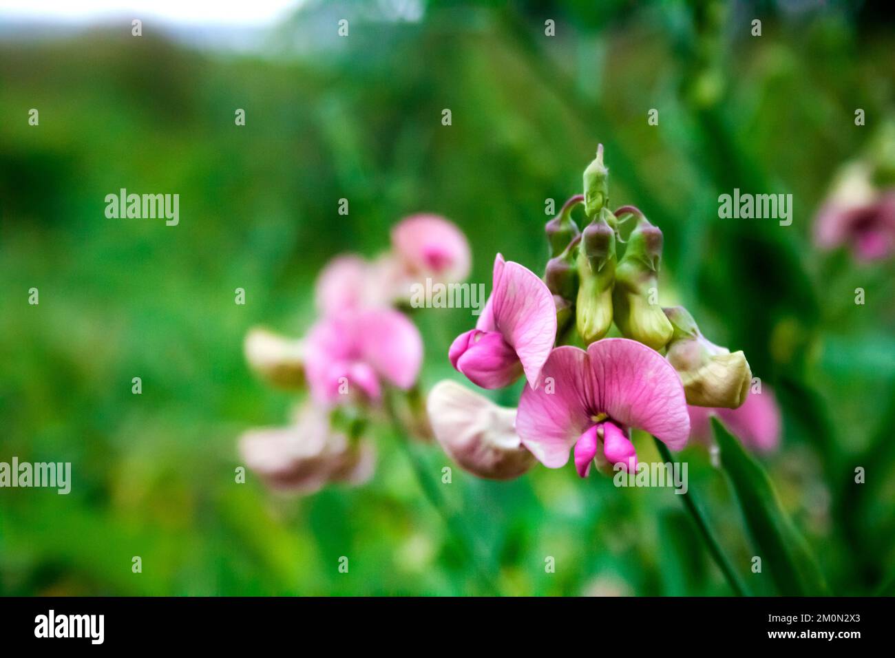 Lathyrus sylvestris, the flat pea or narrow-leaved everlasting-pea flowers on green meadow background Stock Photo