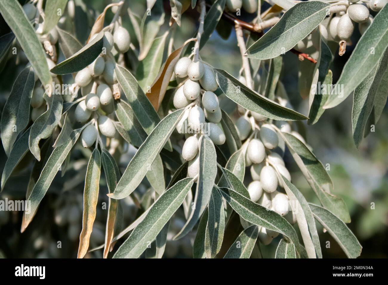 Closeup of Elaeagnus angustifolia (commonly called Russian olive, silver berry, oleaster, Persian olive, or wild olive) branch with green fruits Stock Photo