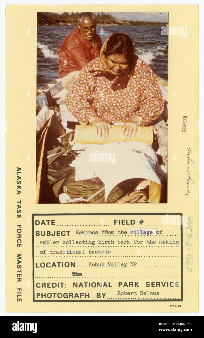 Eskimos from the village of Ambler collecting birch bark for the making