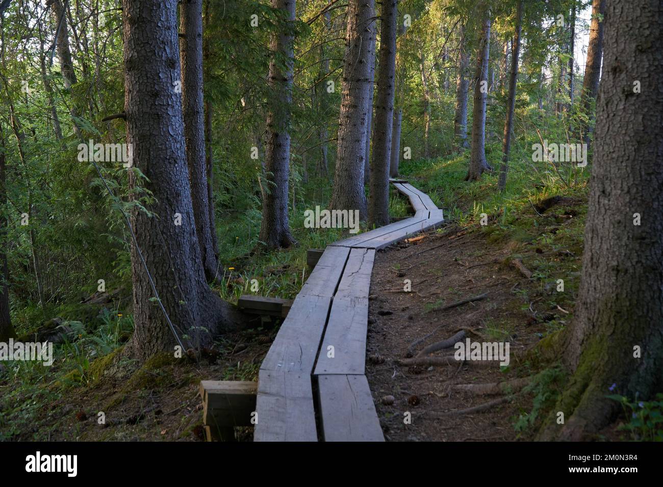 A long boardwalk footpath in a forest Stock Photo - Alamy