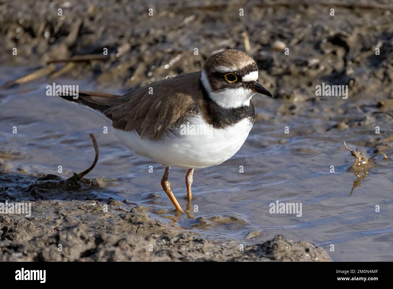 Little Rigned Plover Little Ringed Plover Stock Photo - Alamy