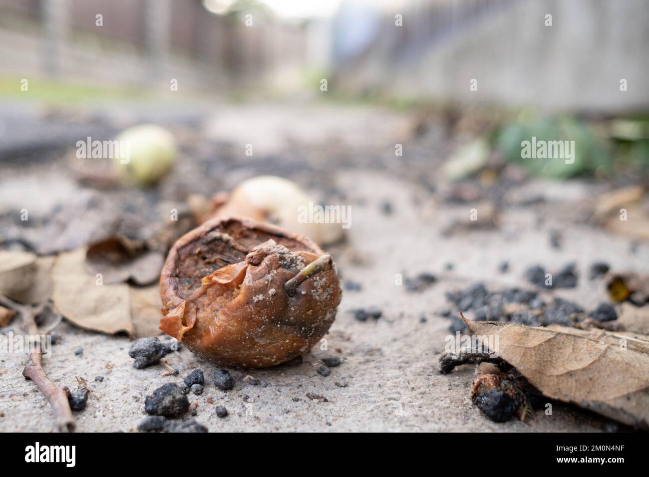Fallen rotten apple on the pavement. Bottom view. Stock Photo