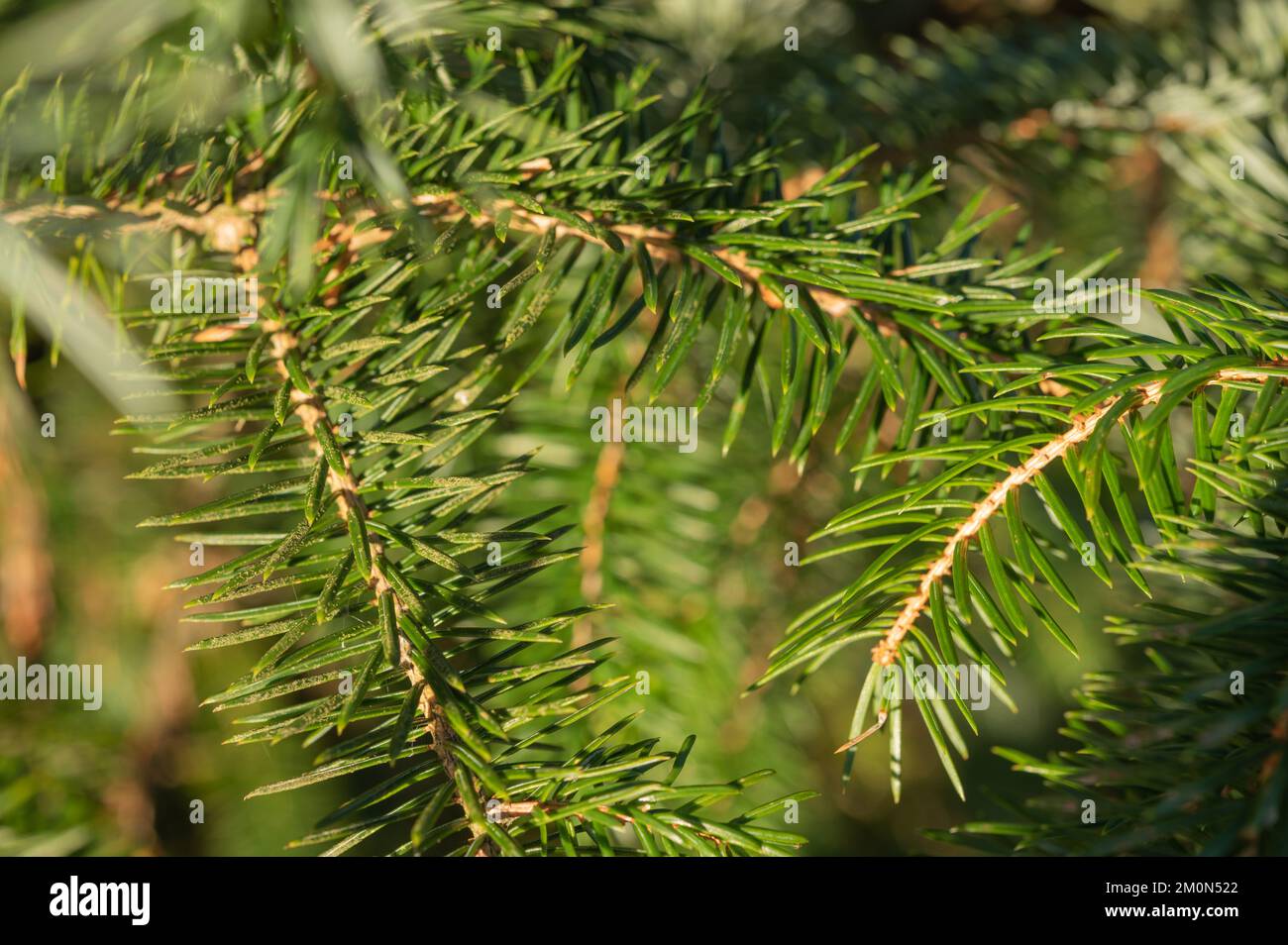 Close up of Sitka spruce (Picea sitchensis) needles, Mid-Wales, UK Stock Photo