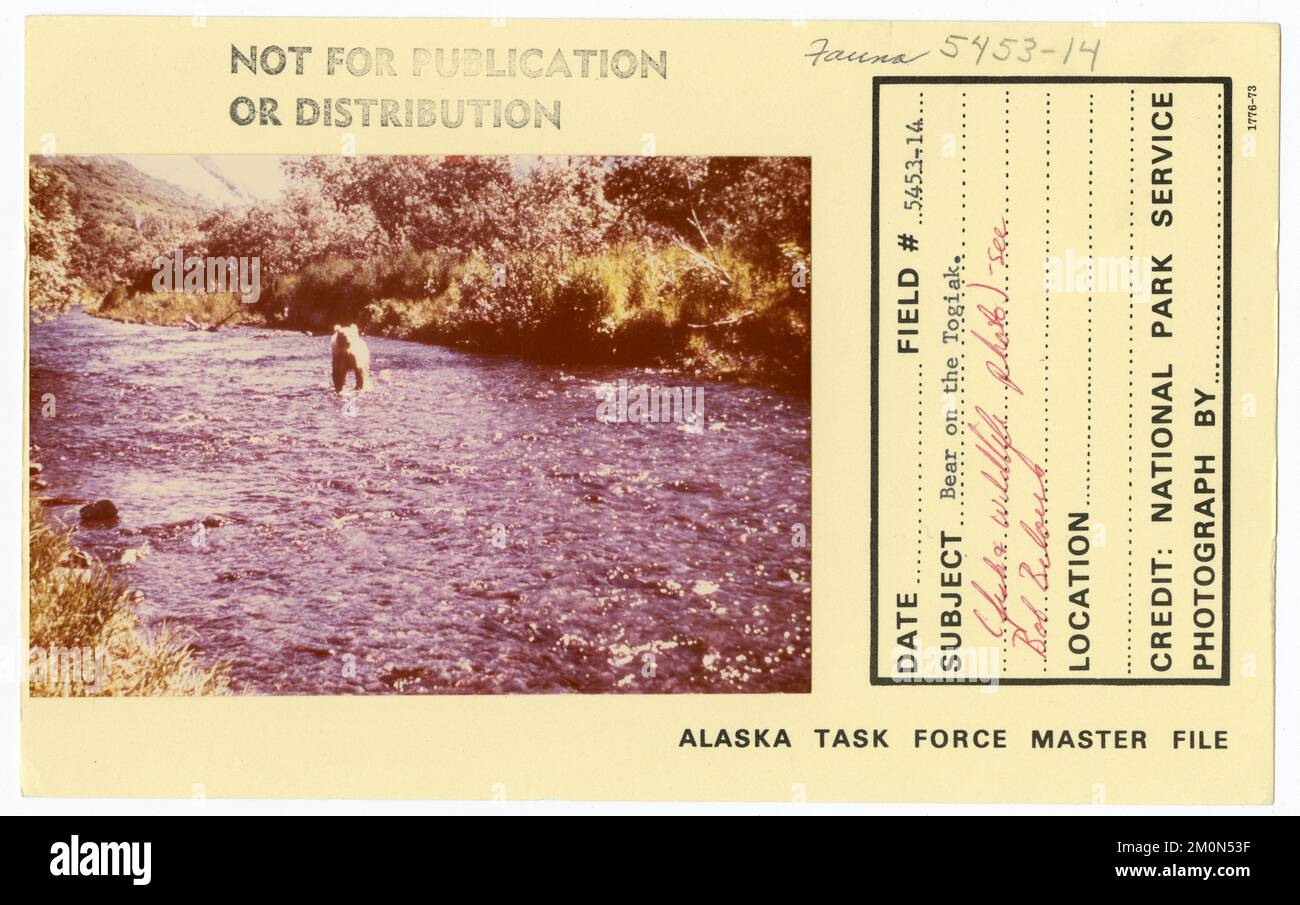 Bear on the Togiak. Alaska Task Force Photographs Stock Photo
