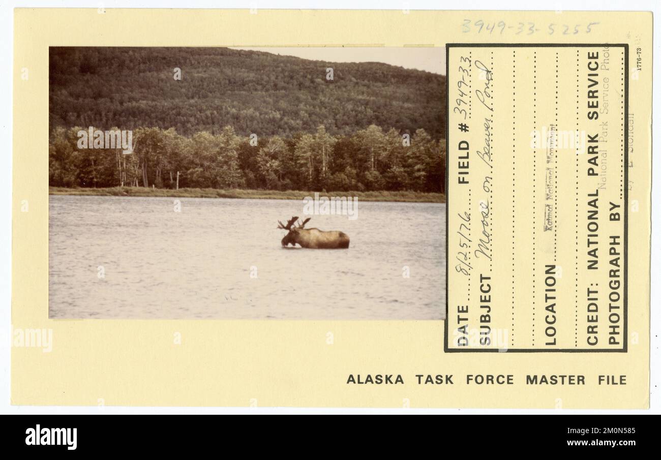 Moose on Beaver Pond. Alaska Task Force Photographs Stock Photo
