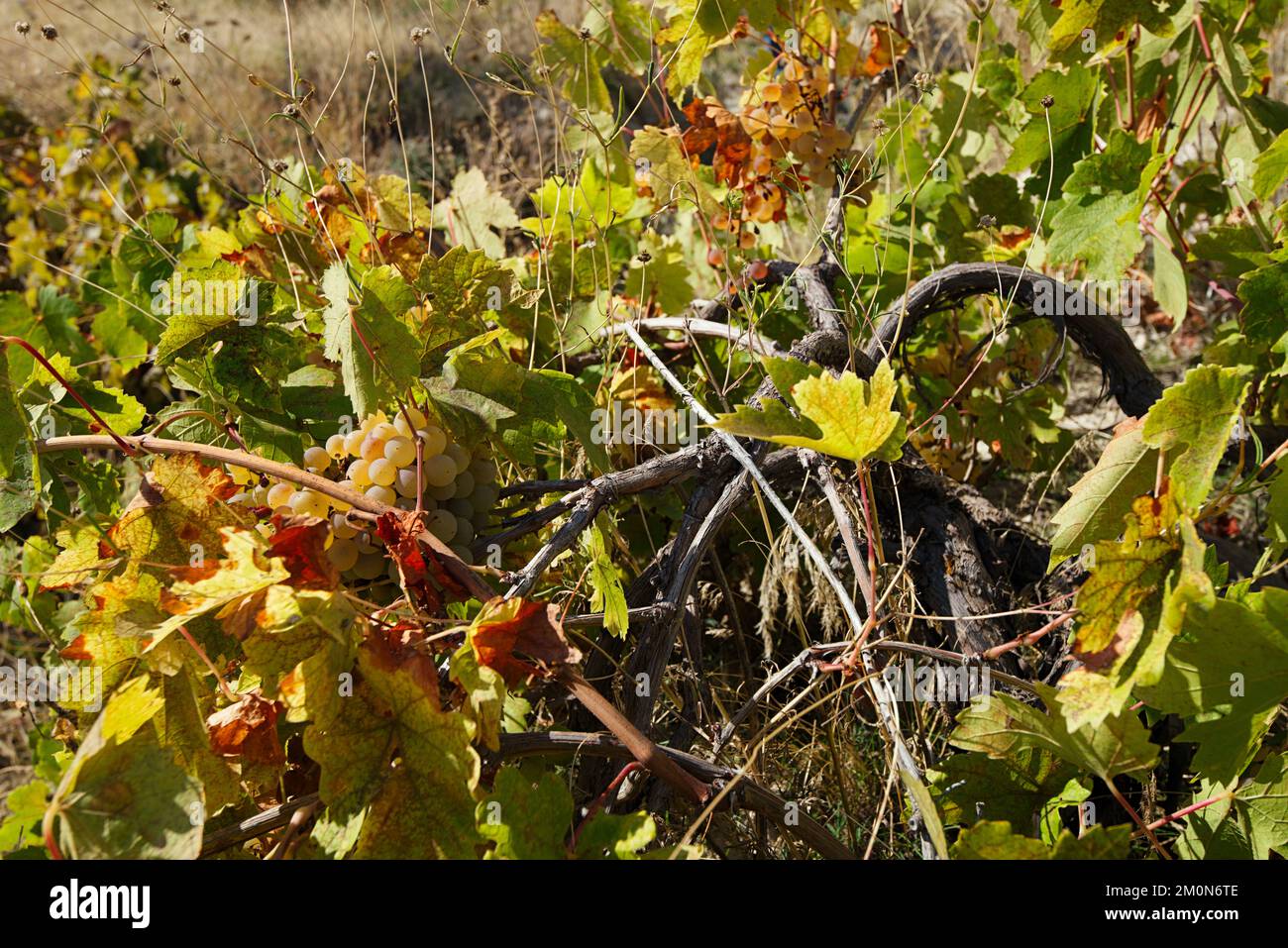 Sweet and tasty wild white grape bunch on the vine Stock Photo