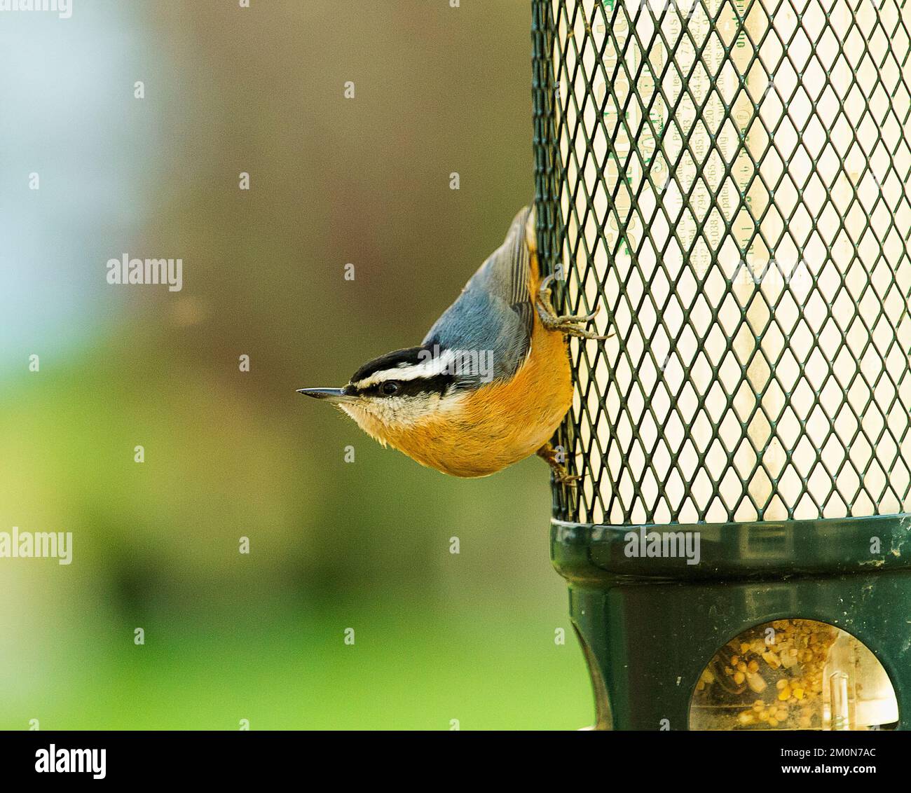 Red Breasted Nuthatch Bird Clinging to a Bird Feeder Stock Photo